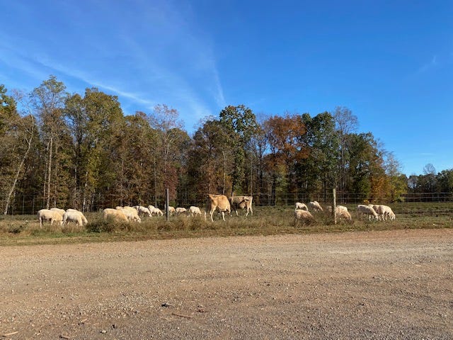 two dairy cows in a flock of pastured sheep next to a woodline