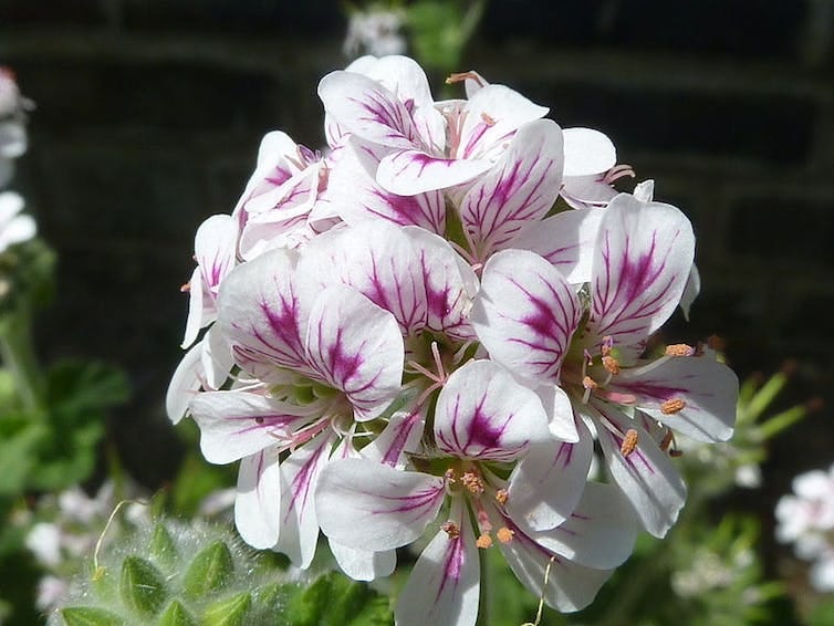 australian pelargonium