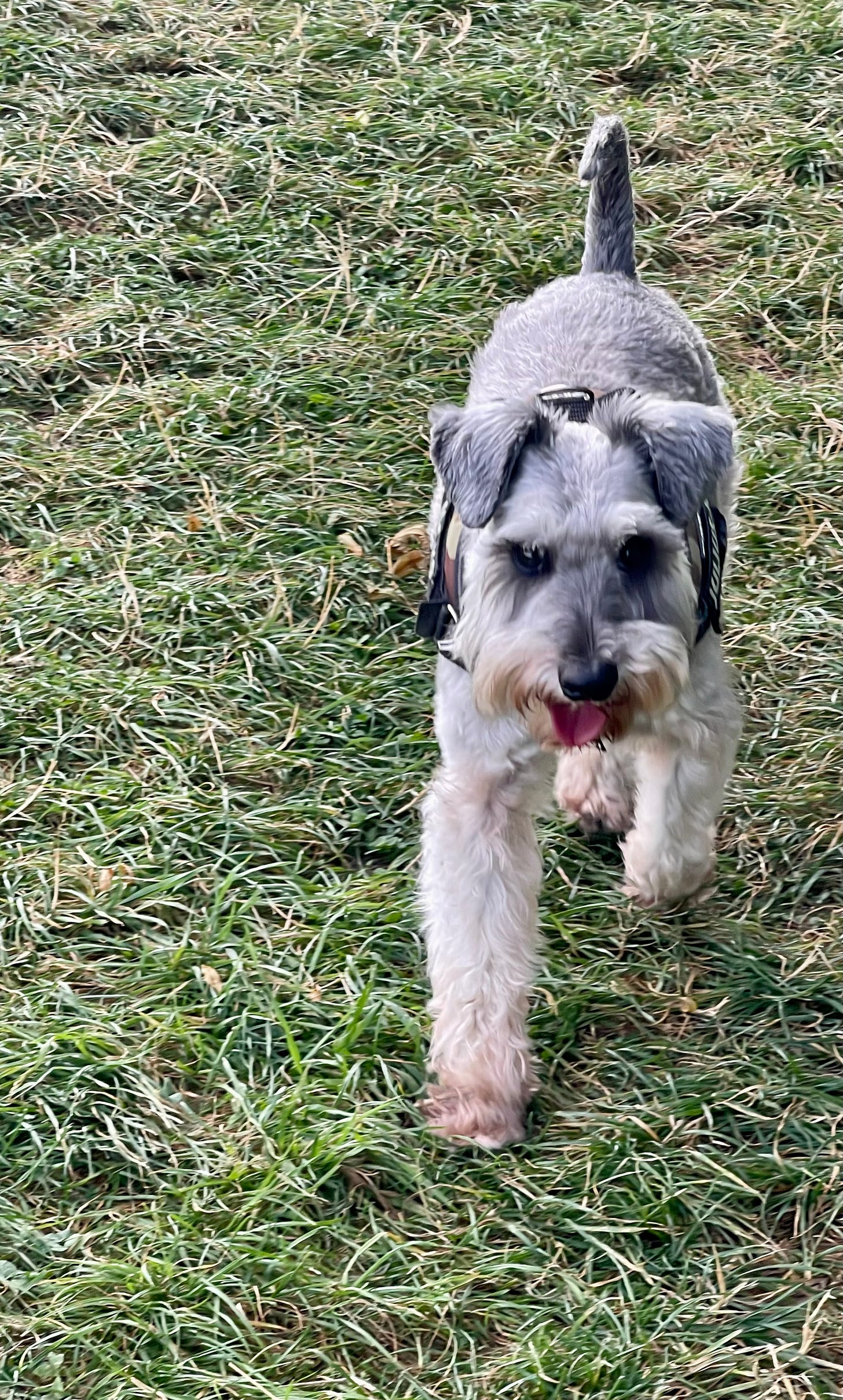 A young Schnauzer dog jogging on the green grass of Beacon Hill in Worcestershire, England