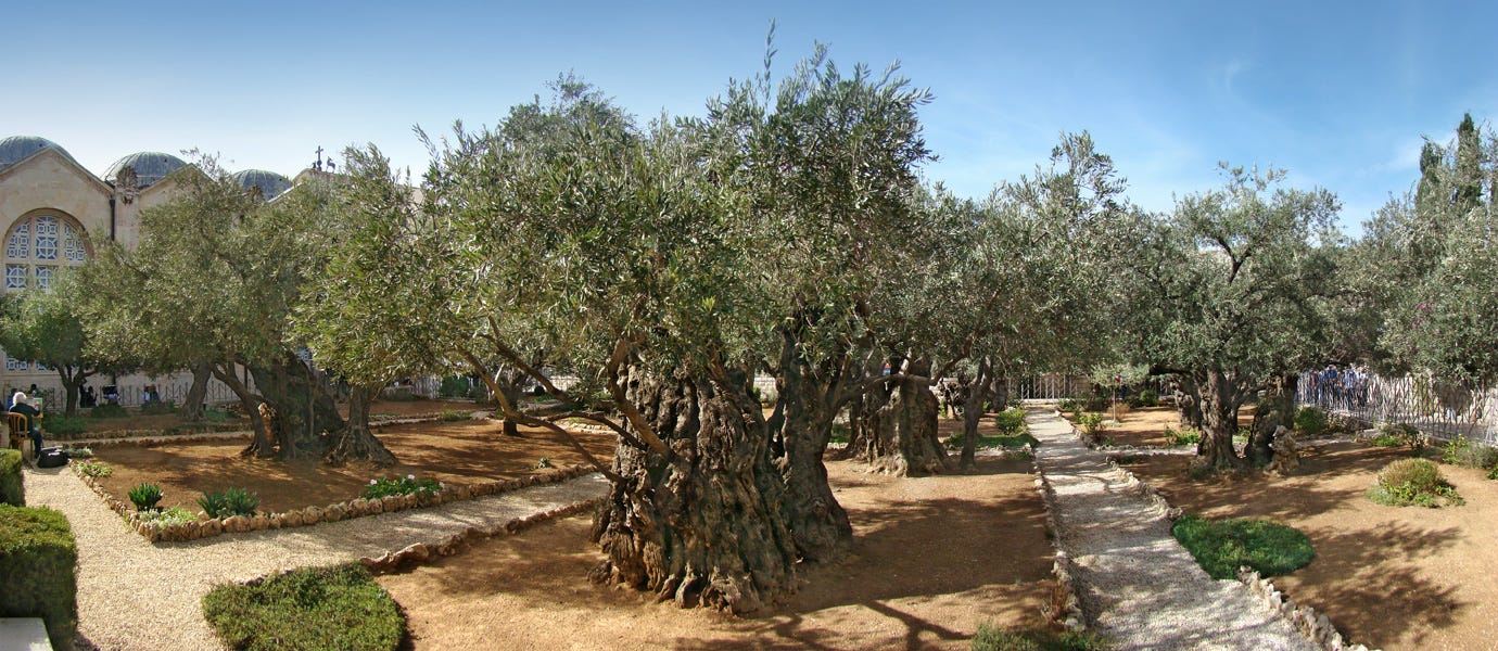 The Biblical Olive Trees – The Garden of Gethsemane – The Treeographer