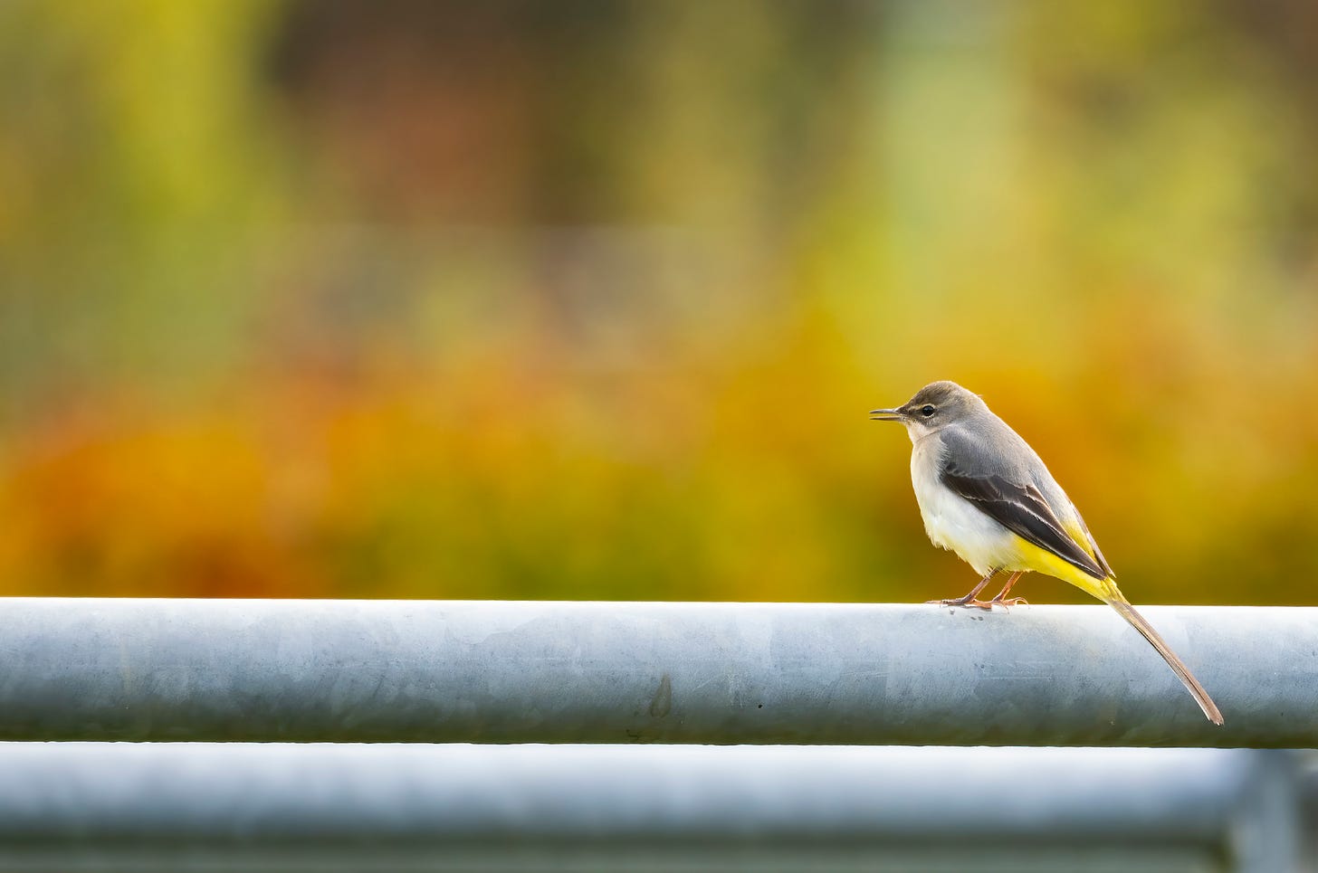 Photo of a grey wagtail perched on a metal fence with its beak open