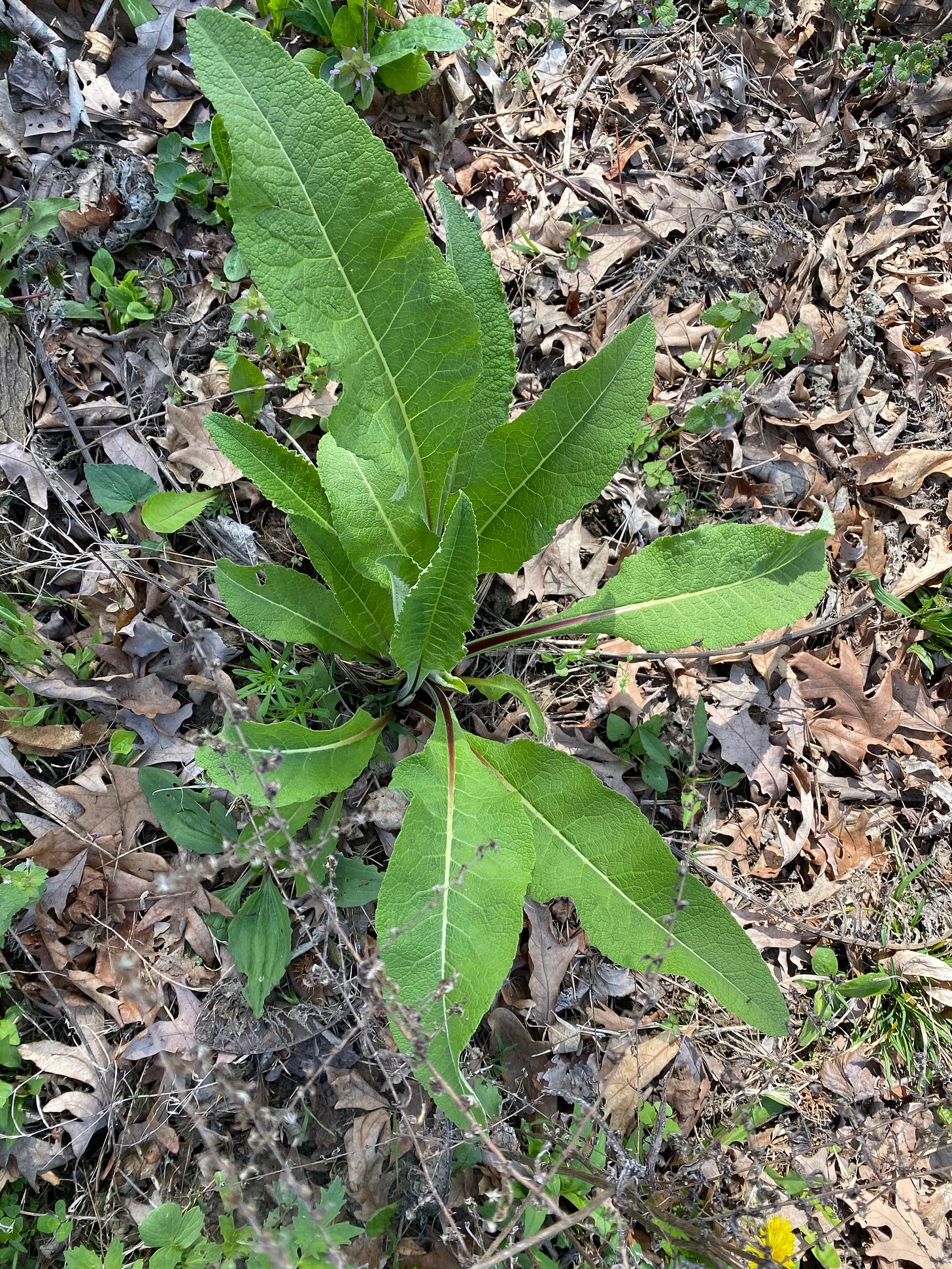 baby elecampane 