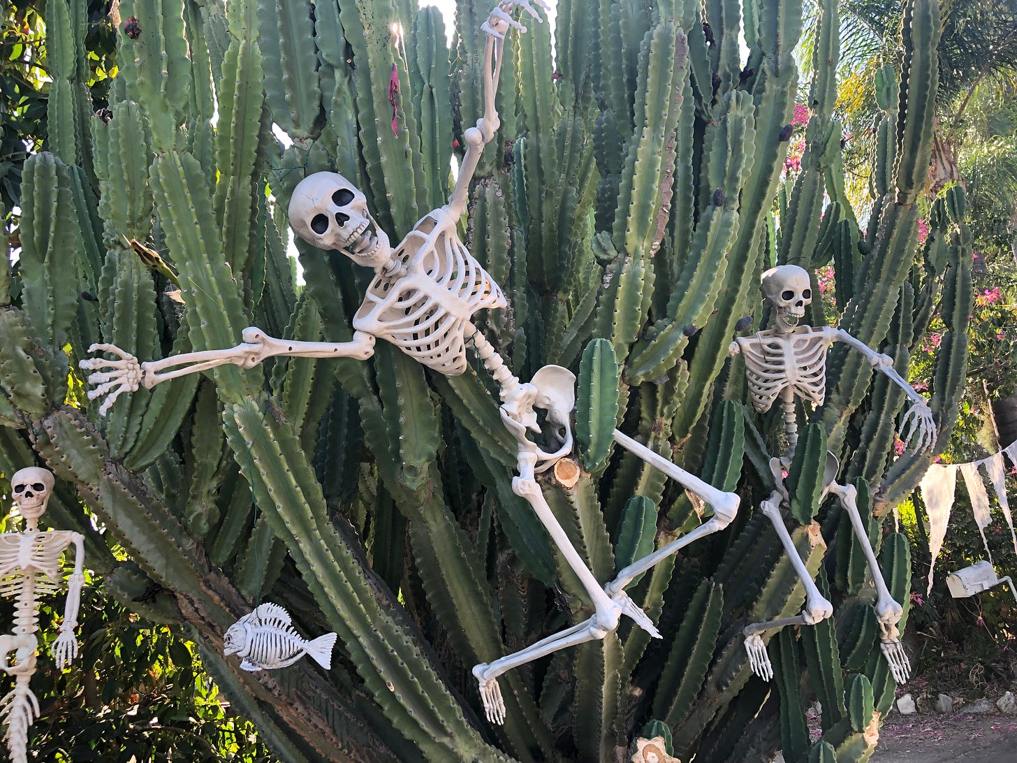 Halloween skeletons hung in a giant cactus.