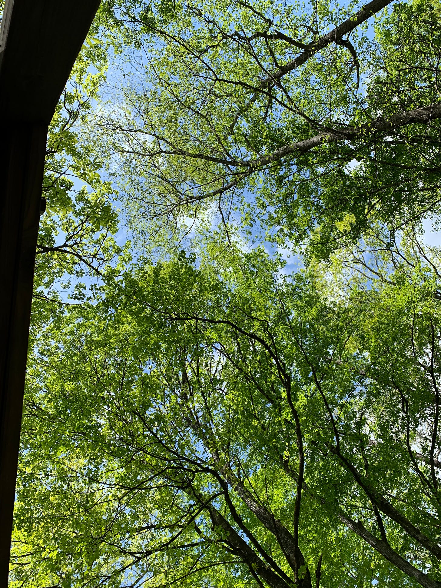Looking straight up at tall, leafy green trees and blue sky.