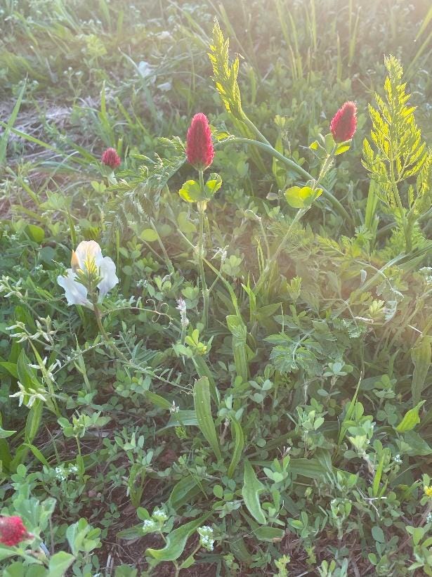 A close up of flowers

AI-generated content may be incorrect.
