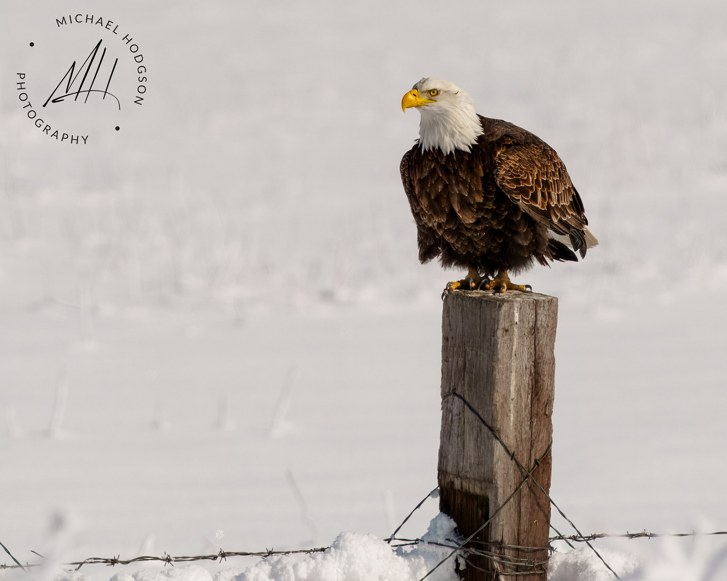 Bald eagle in the Lower Klamath National Wildlife Area