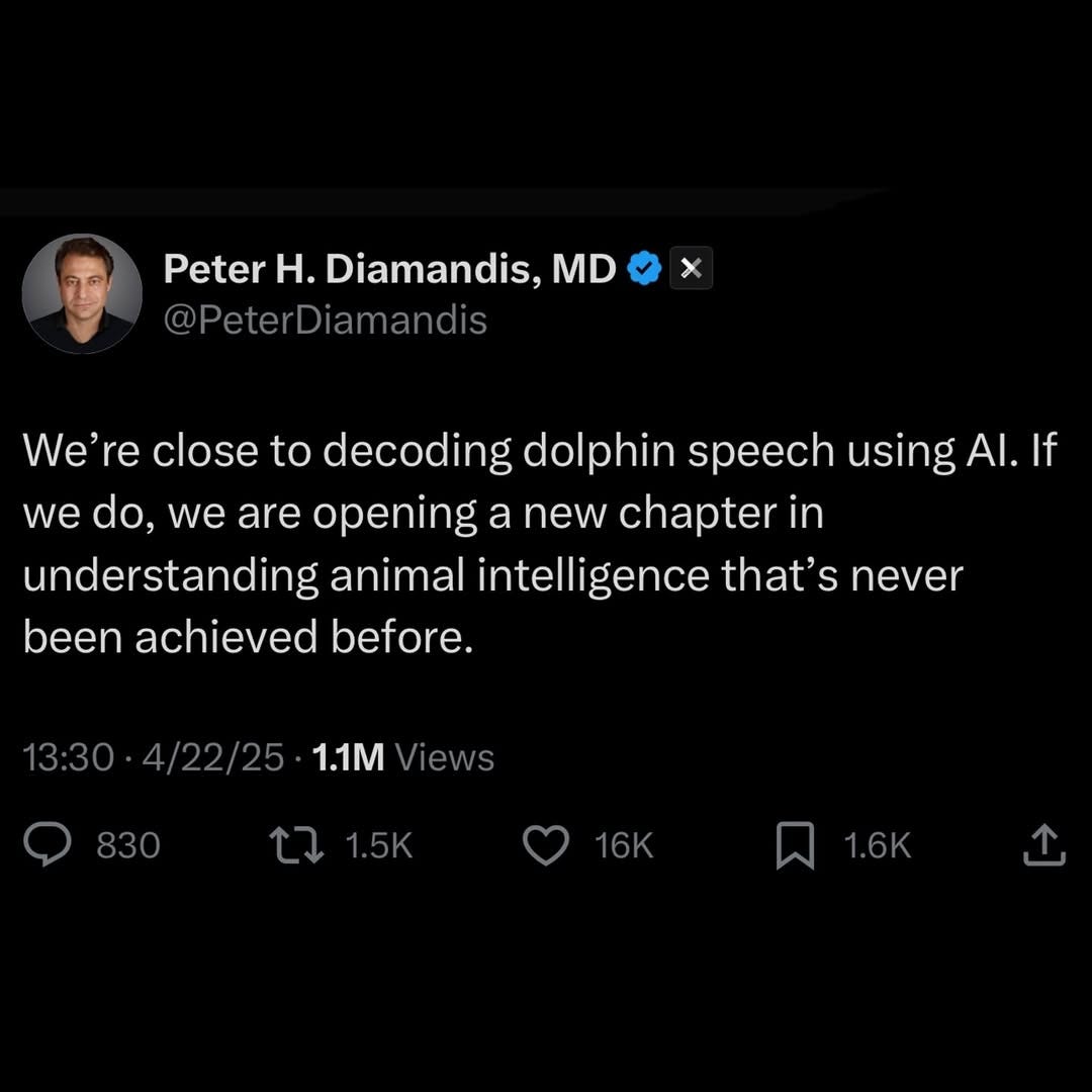 AI Is Bringing Us Closer to Understanding Dolphin Speech