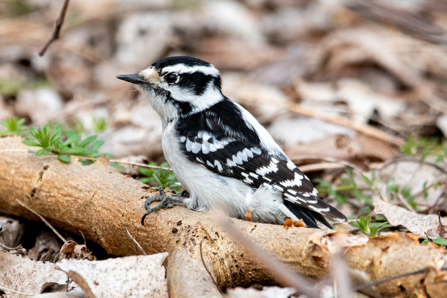 A downy woodpecker, standing on a branch on the ground, raises its head