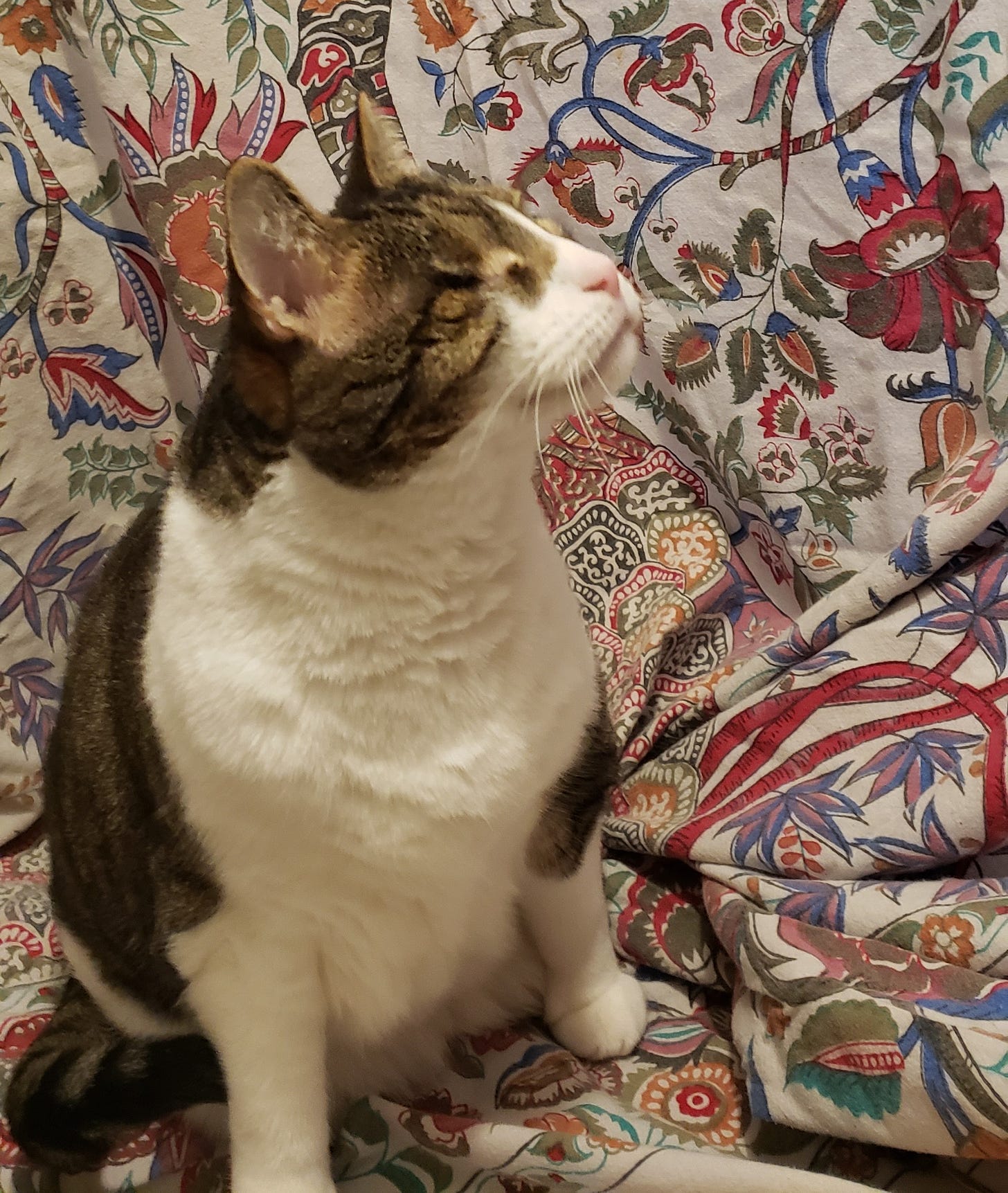 One-eyed cat on a floral bedspread