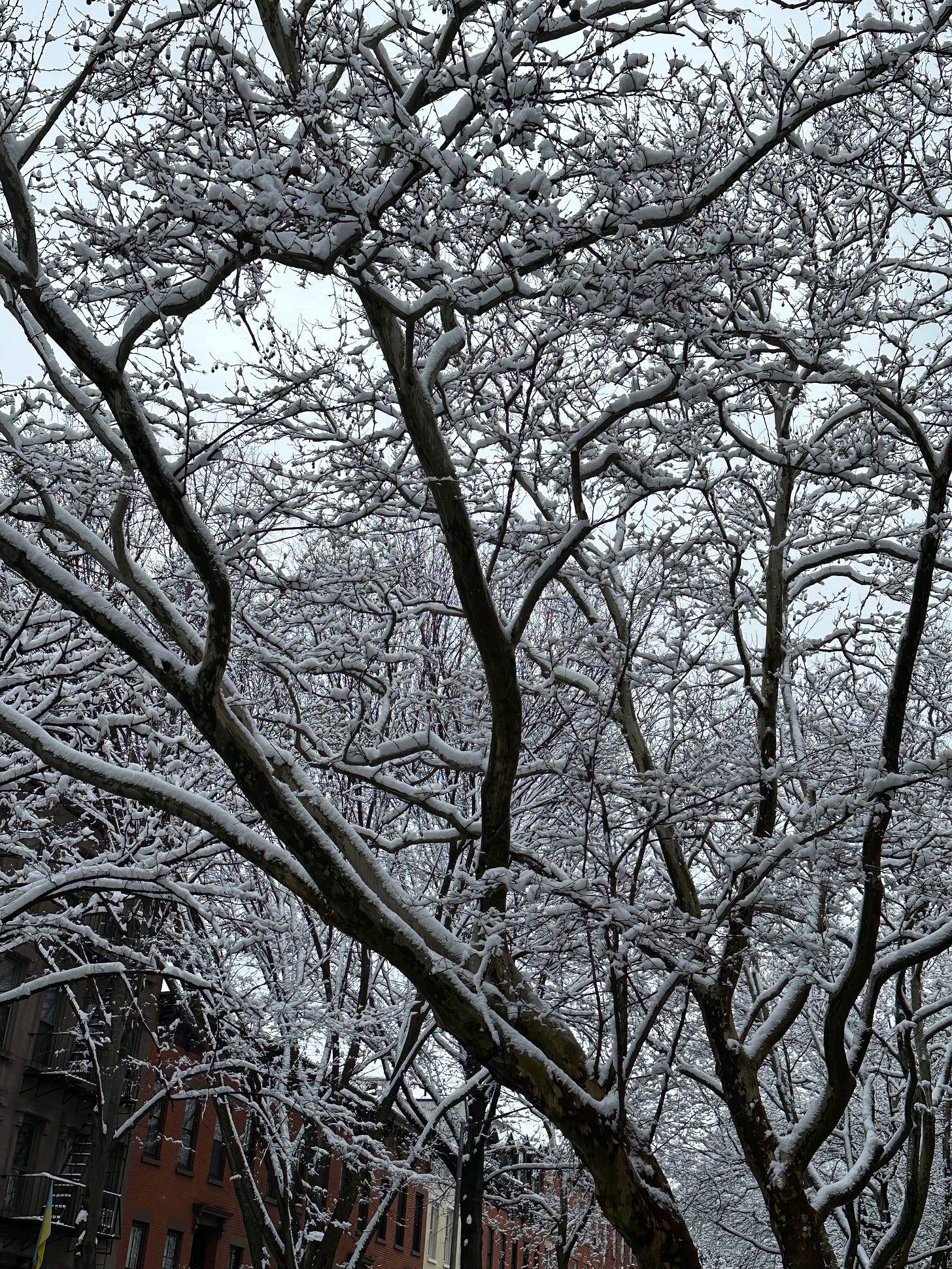 Snow-covered trees, the kind we thought might never exist again in New York City.