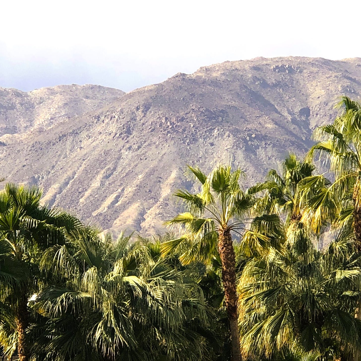 mountains behind palm trees