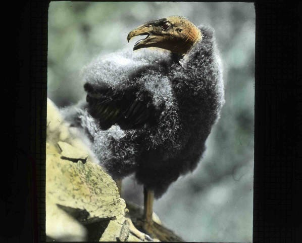 California condor chick