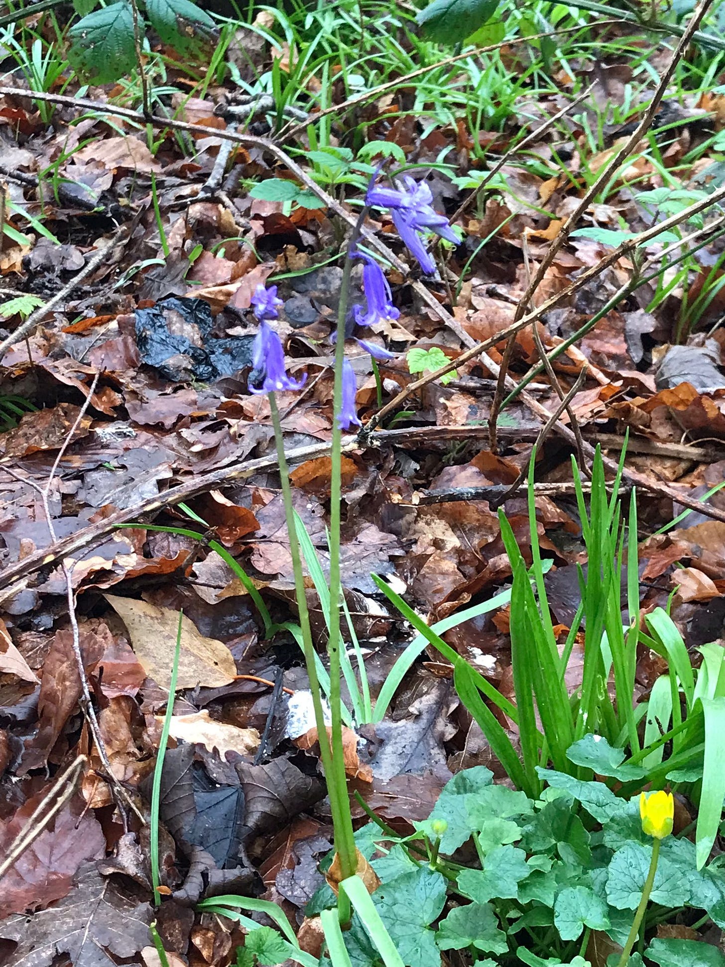 Bluebells pushing through the leaf litter of a woodland floor. 