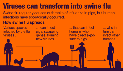 What You Should Know About Swine Flu