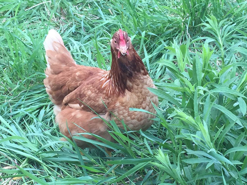 Photo of chicken in field