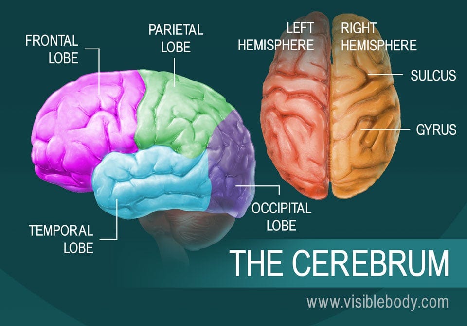 A diagram of the parts of the cerebrum