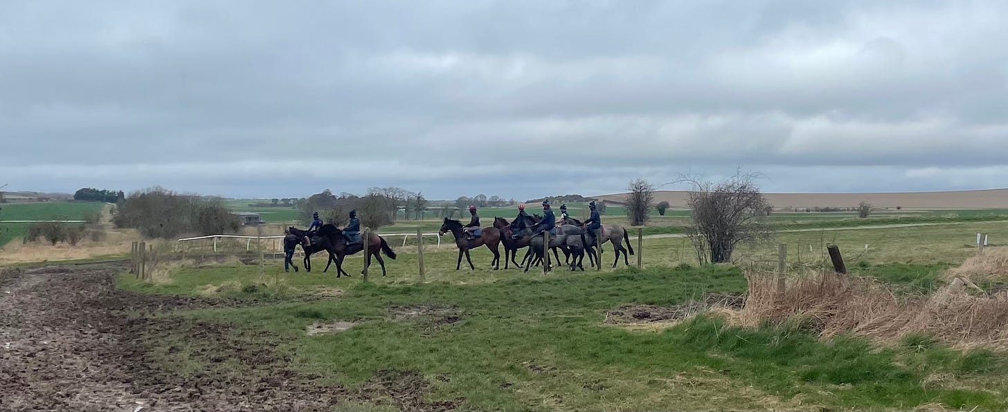 a group of horses at the end of a gallop