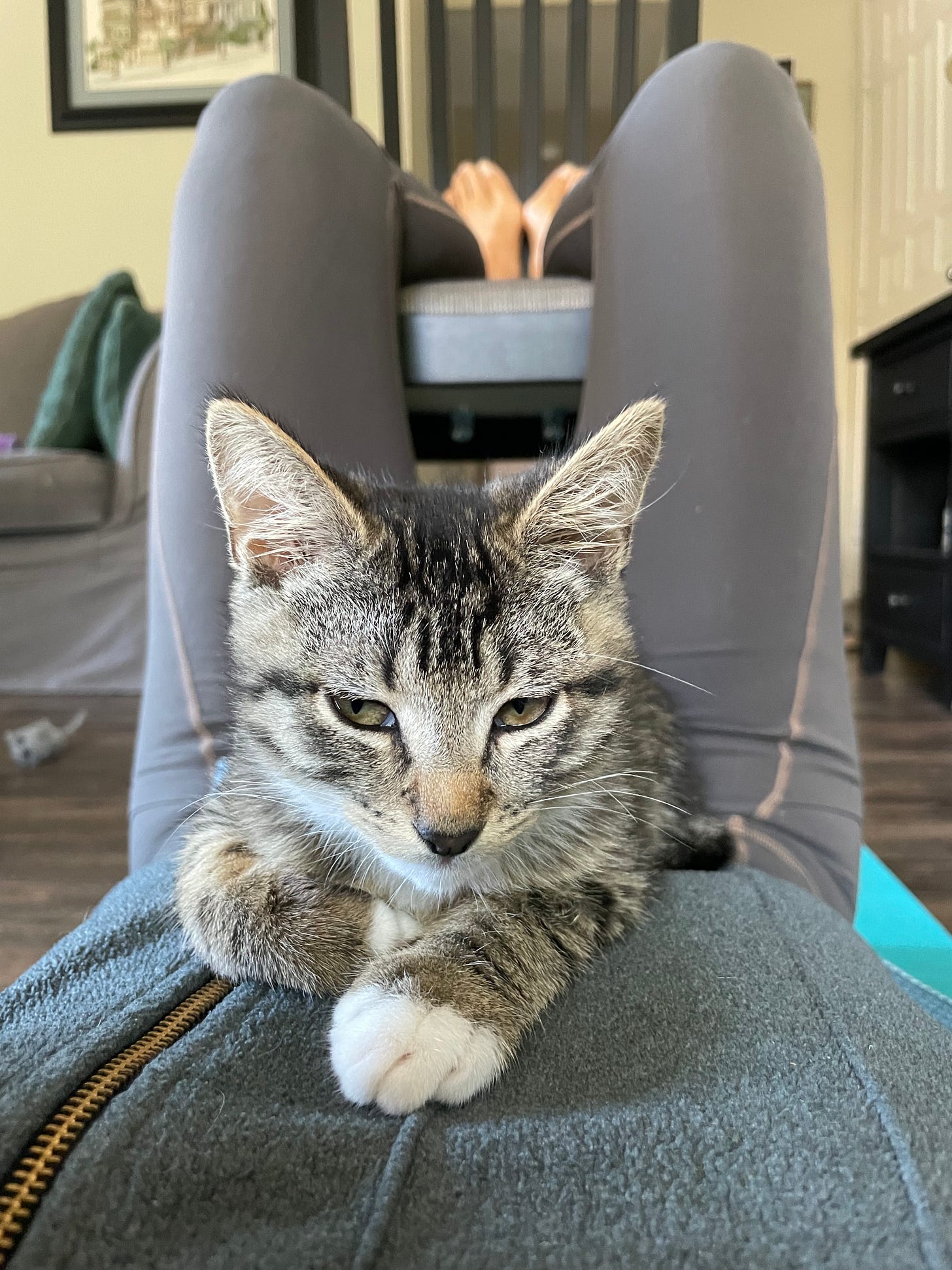kitty on my belly