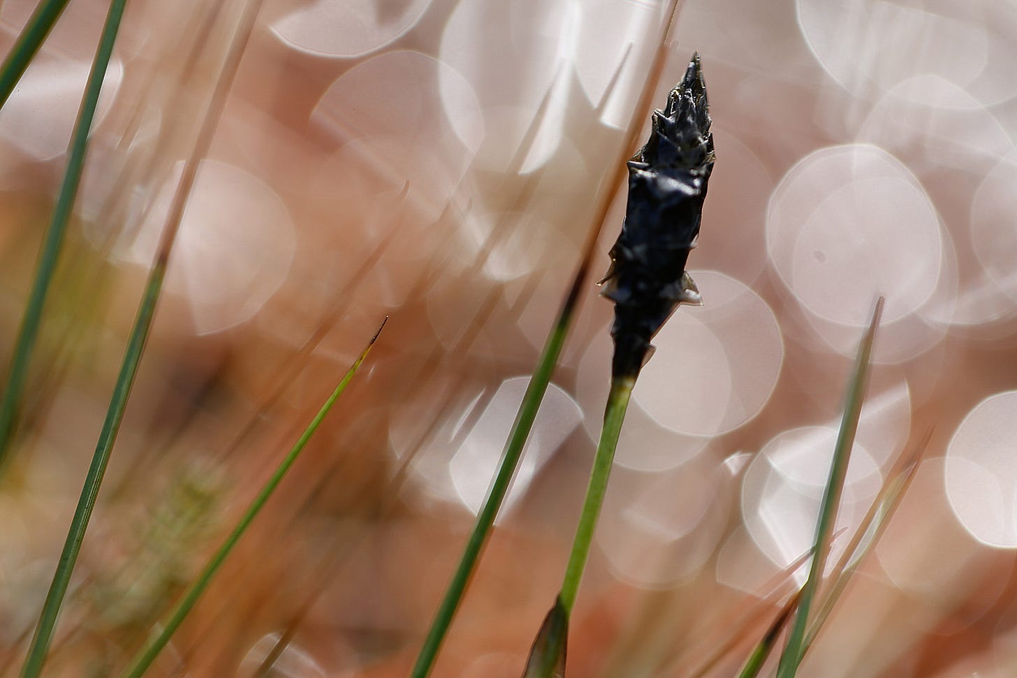The black flower bud of Hare’s tail cotton grass (Eriophorum vaginatum) backlit by reflected light kn the surface of the moss (lowland raised bog)
