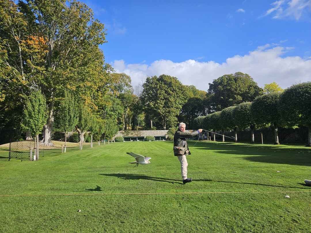 While the falconer swirls the bait, the falcon circles in the air and swoops in for the capture.