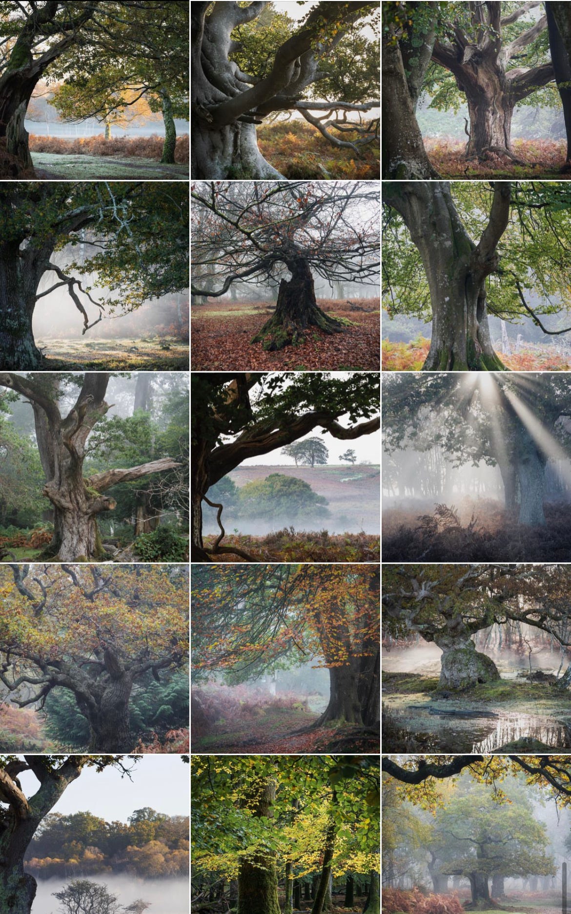 Trees in the New Forest by photographer Ariel Kozak on Instagram