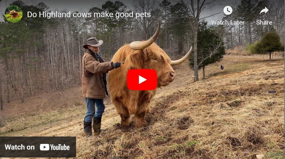 Do Highland cows make good pets?