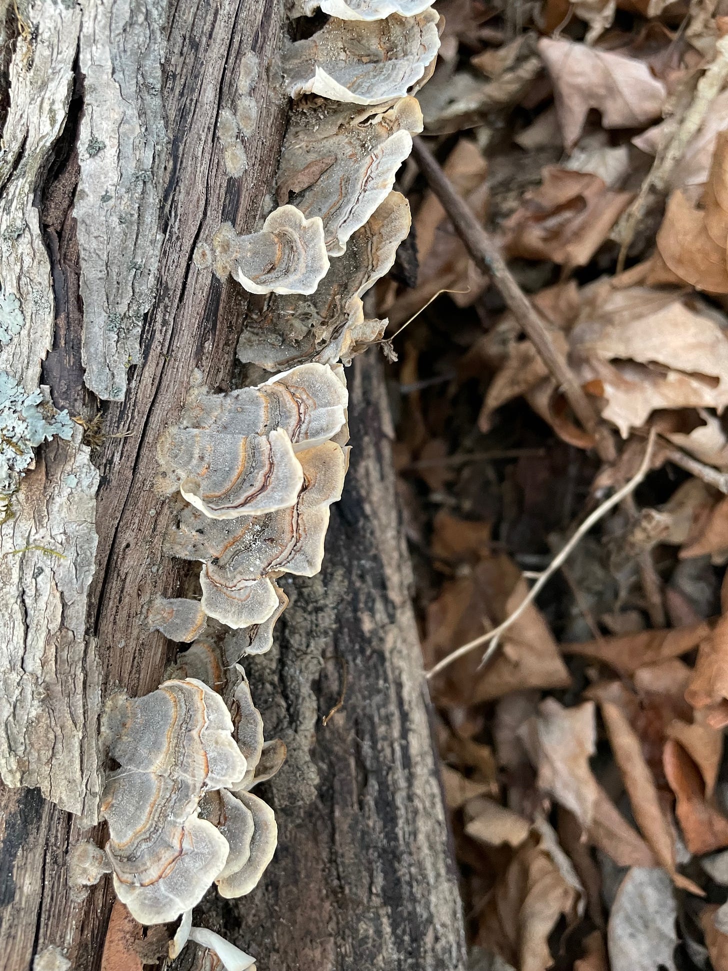 Turkeytail mushrooms 