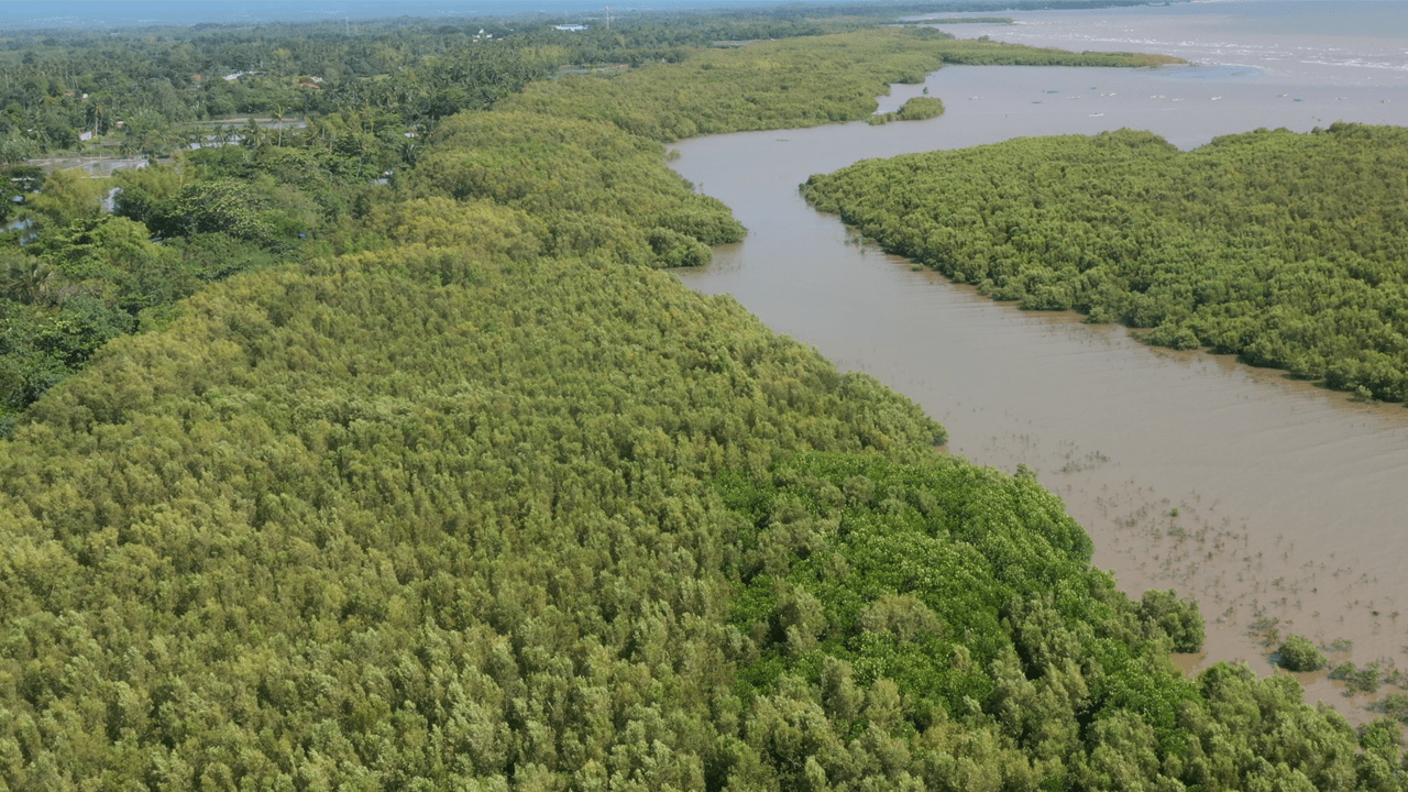 The mangroves are safe in this small town in Negros Occidental