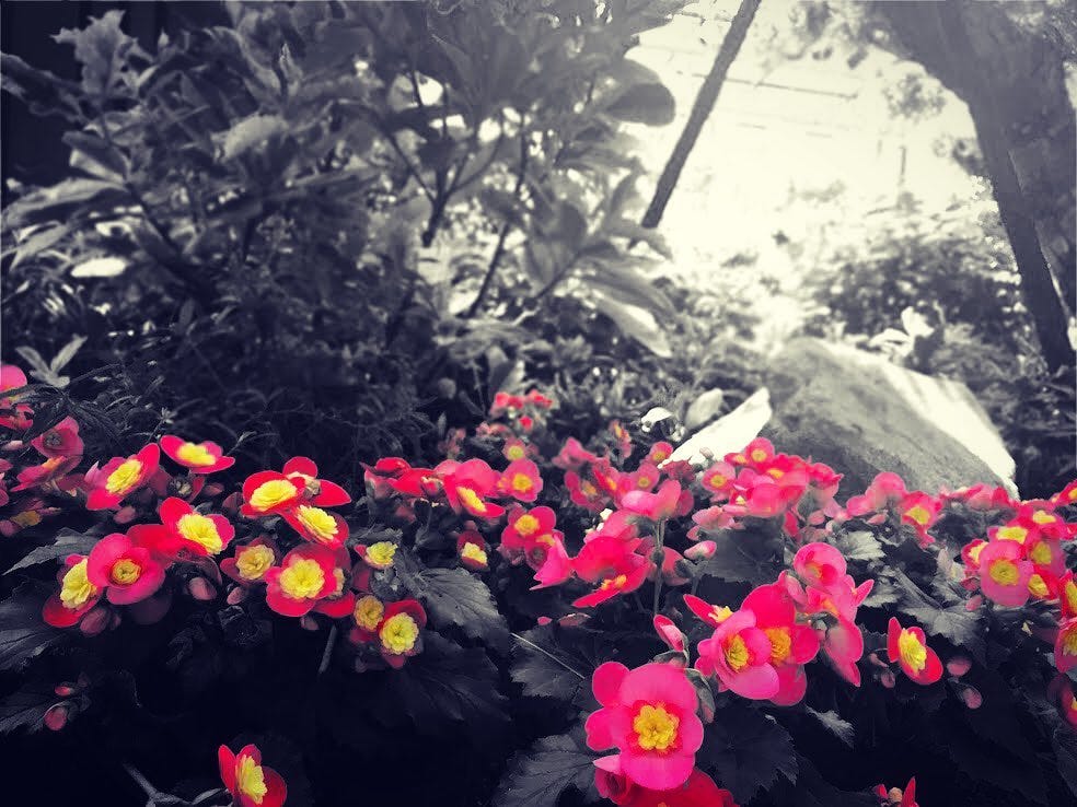 Pink and yellow flowers on black-and-white background.