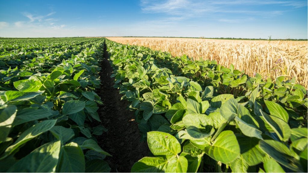 Soybean Field Nematodes