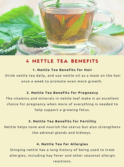 nettle tea benefits 