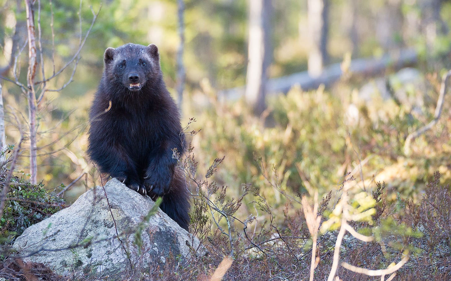 A black wolverine with white eyebrows standing with its paws on a rock with its mouth open, looking rather like a derpy vampire