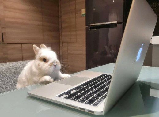 reactions on X: "bunny on macbook computer laptop https://t.co/tfKd7xxBV5"  / X