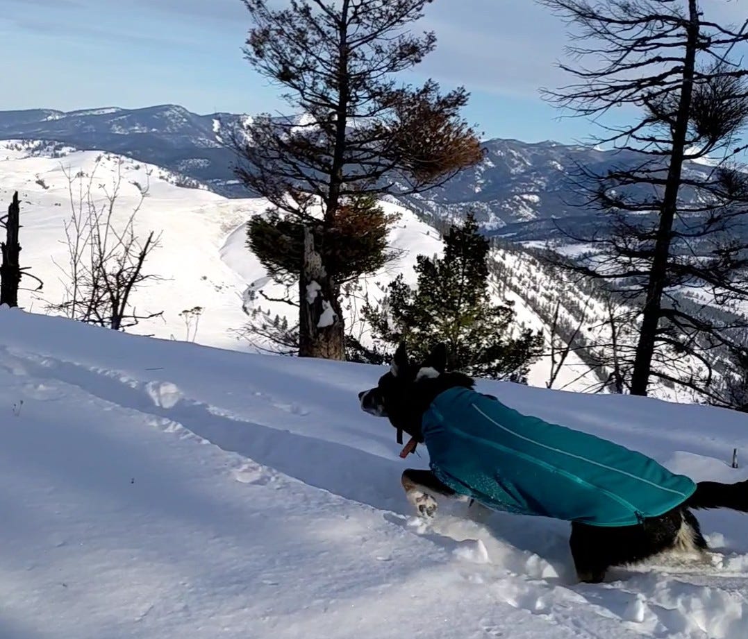 Dog forging ahead through deep snow