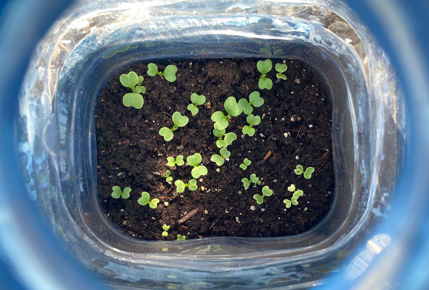 through the opening of a blue plastic bottle, some plants with two seed leaves sprouting.