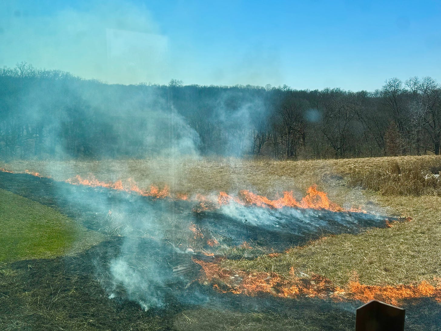 Controlled burn in a backyard prairie