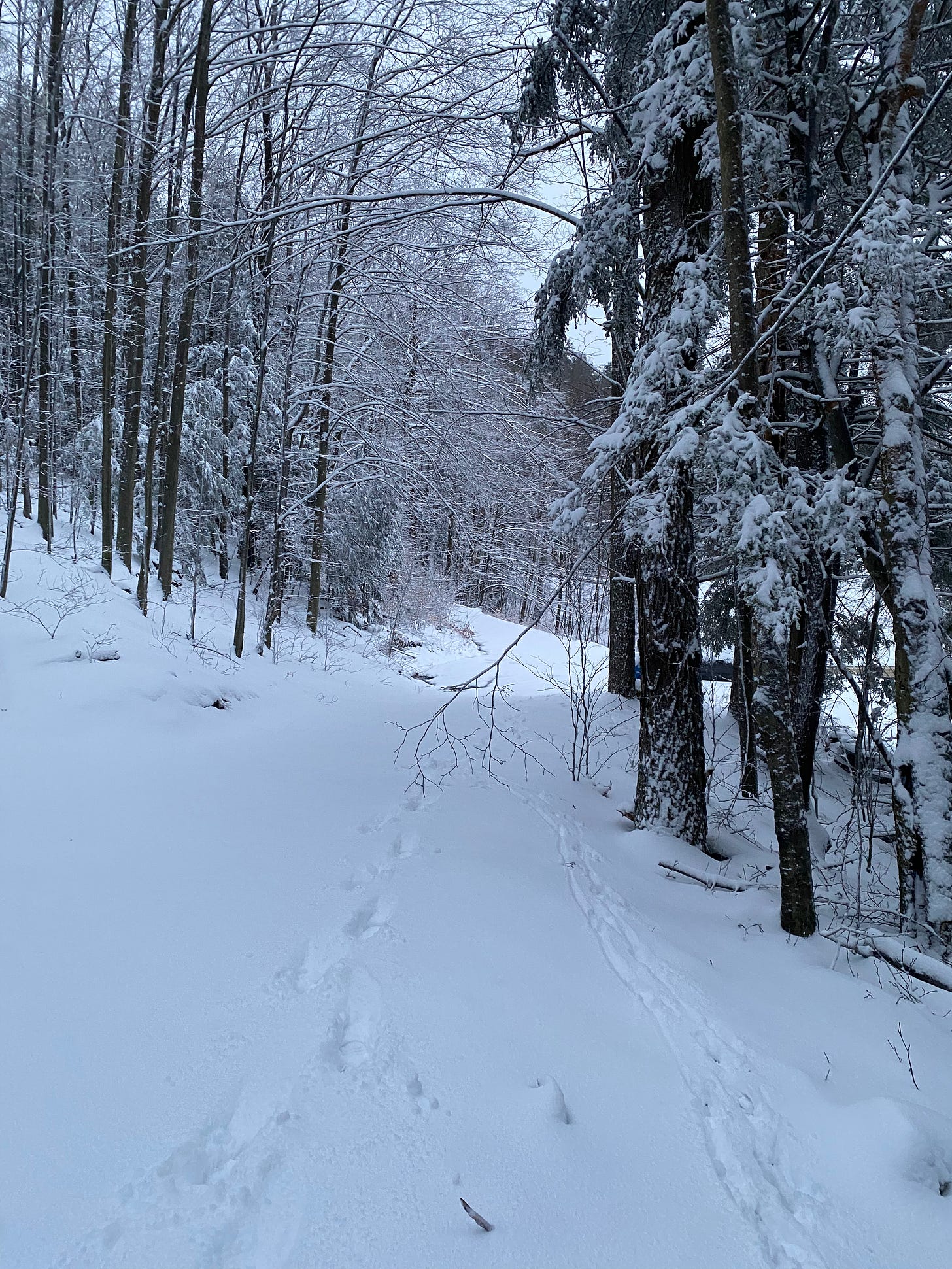 Two sets of tracks—mine and Nessa’s on a snowy path in the woods.