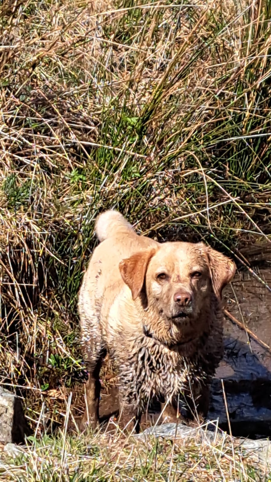 Medium-sized light brown dog standing in deep mud puddle, legs covered in mud