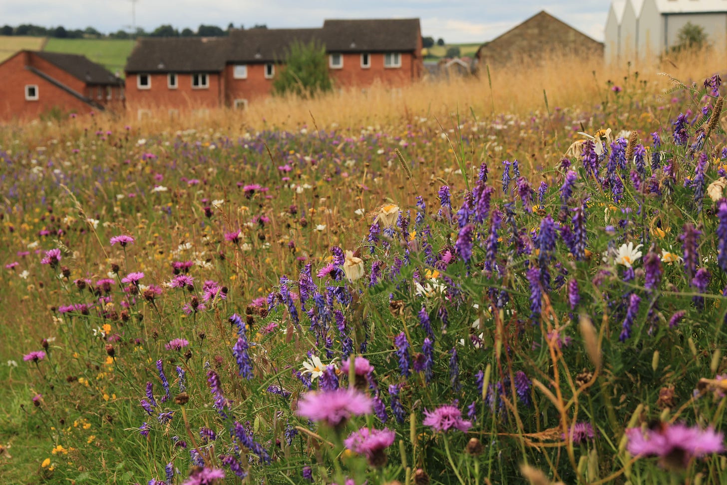 a wildflower meadow on the edge of a housing estate