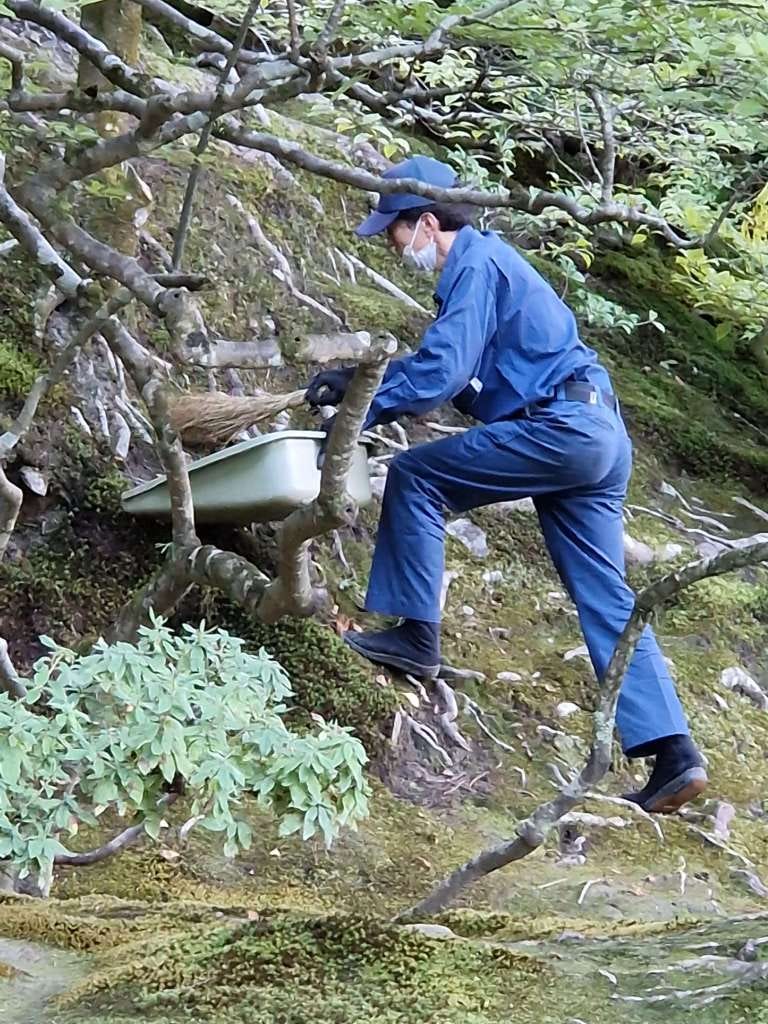 gardener cleaning leaves