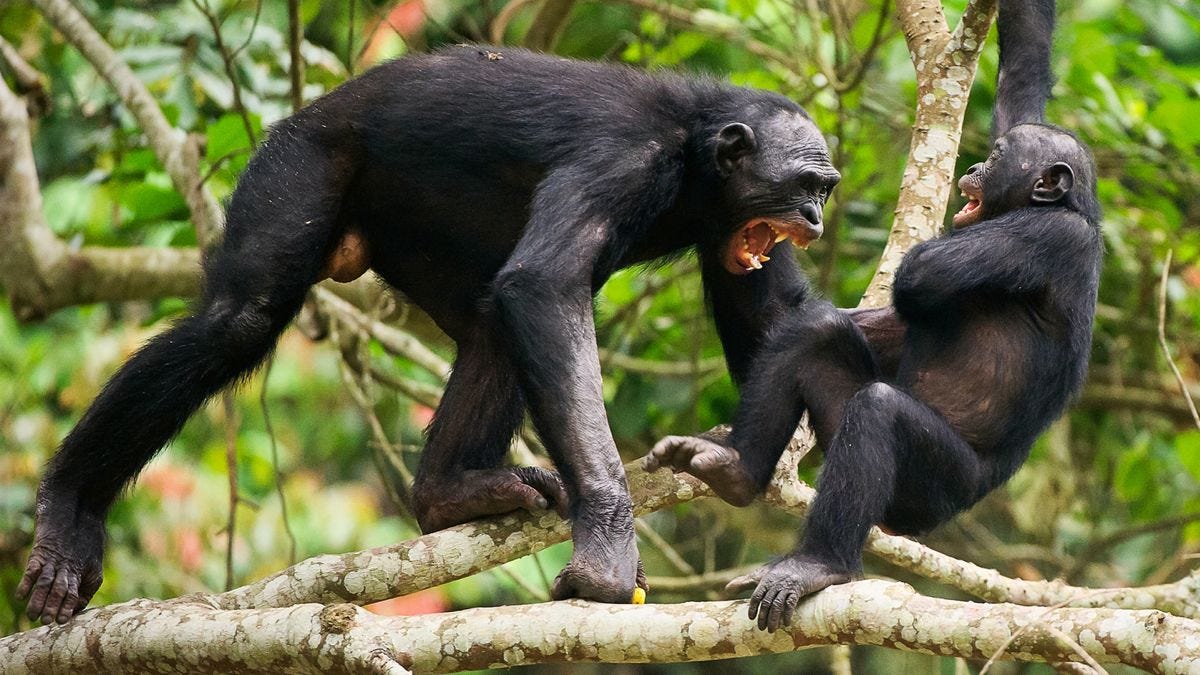 Fighting Bonobos ( Pan paniscus) on a tree branch Fighting Bonobos ( Pan paniscus) on a tree branch