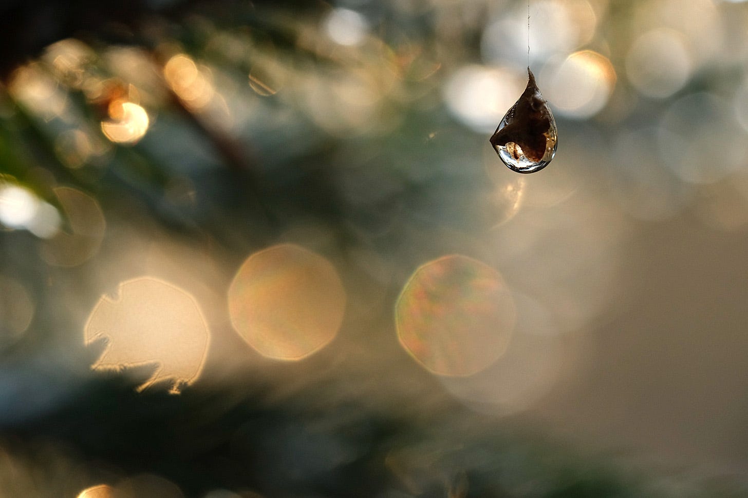 A tear shaped frozen drop of water holds a birch seed