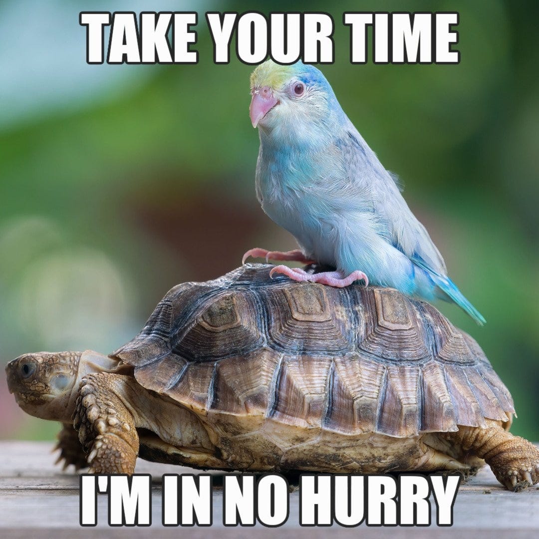 11 Funny Turtle Memes That Will Make You Smile