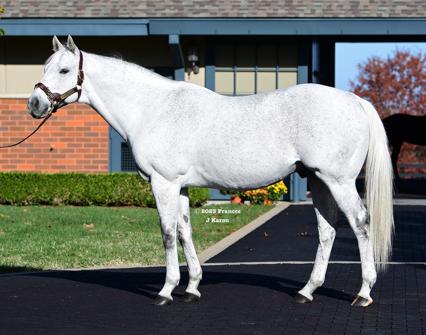 Frosted at Darley America in November, 2023.