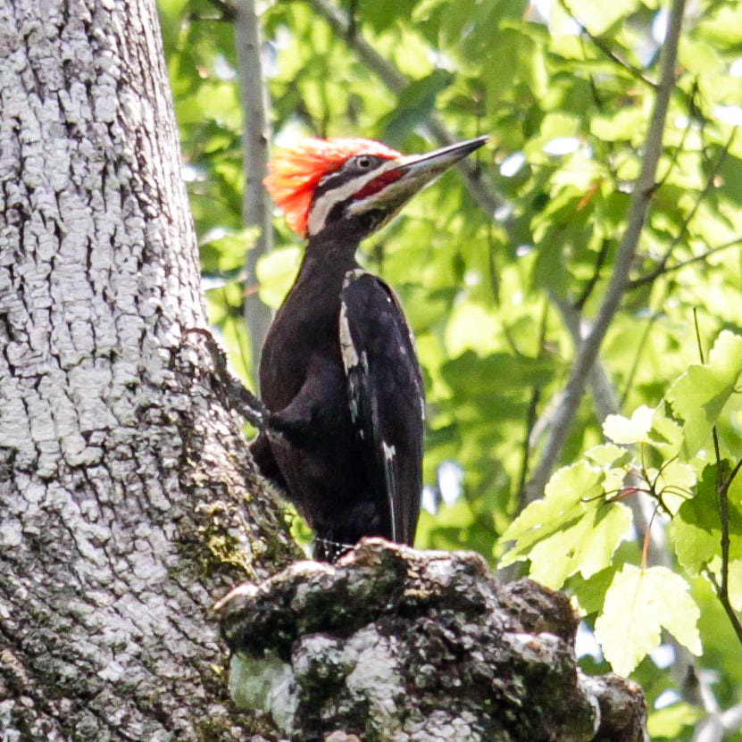 Pileated woodpecker