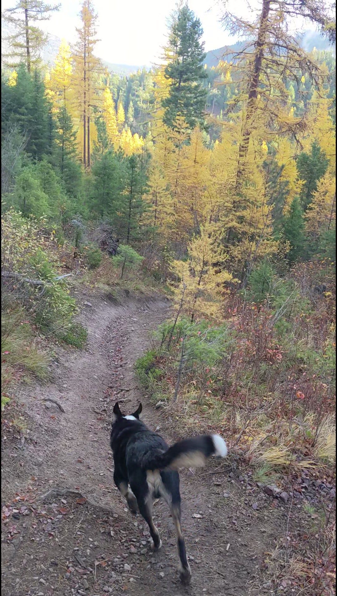 Dog running down a trail