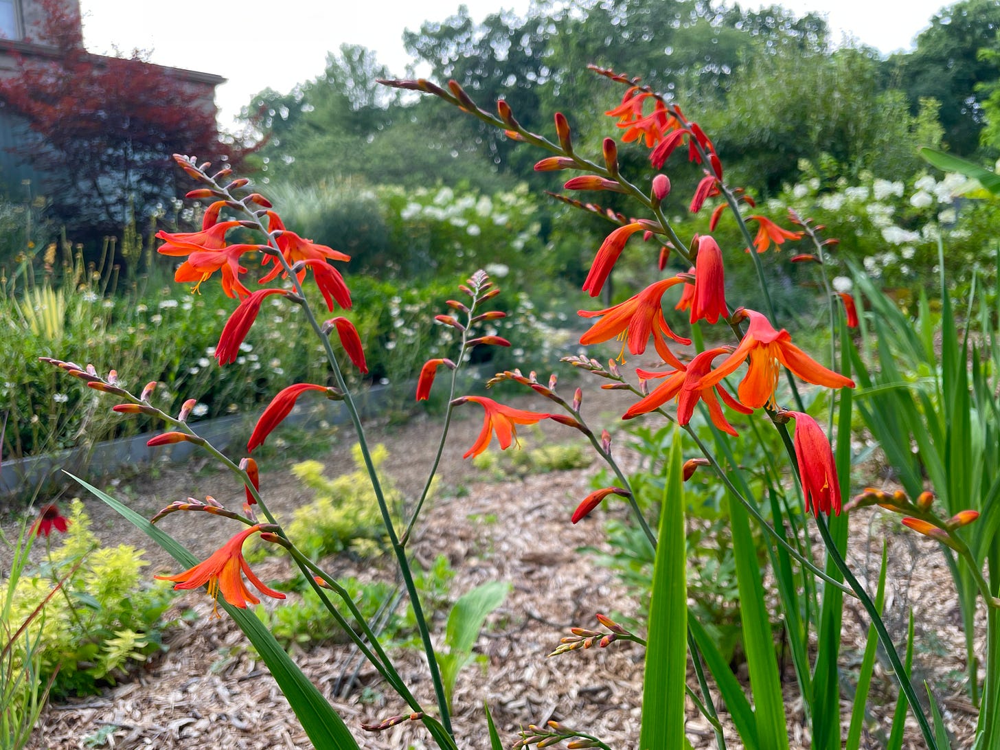 Crocosmia getting going its first year in the Hot Border. 