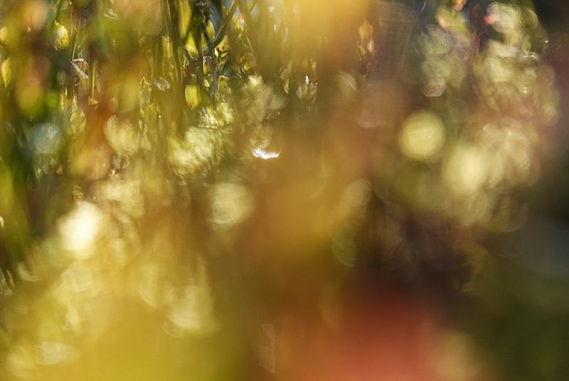 Sunlight shining through Blaeberry creates autumn tints from gold to deep orange