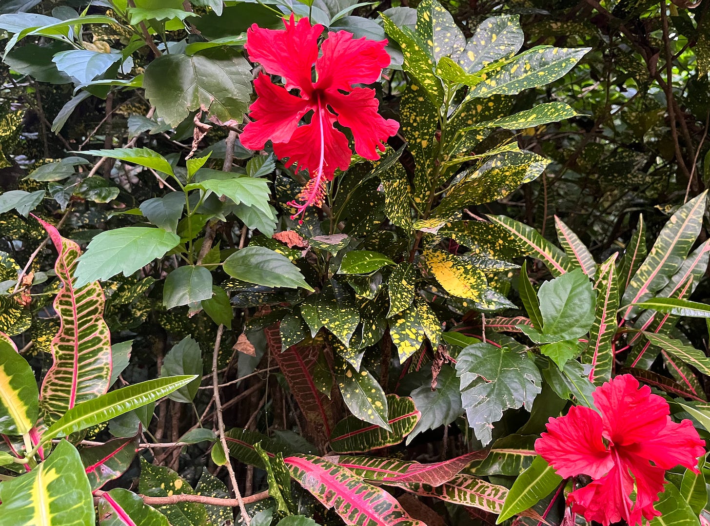 Hibiscus flowers and colorful foliage.