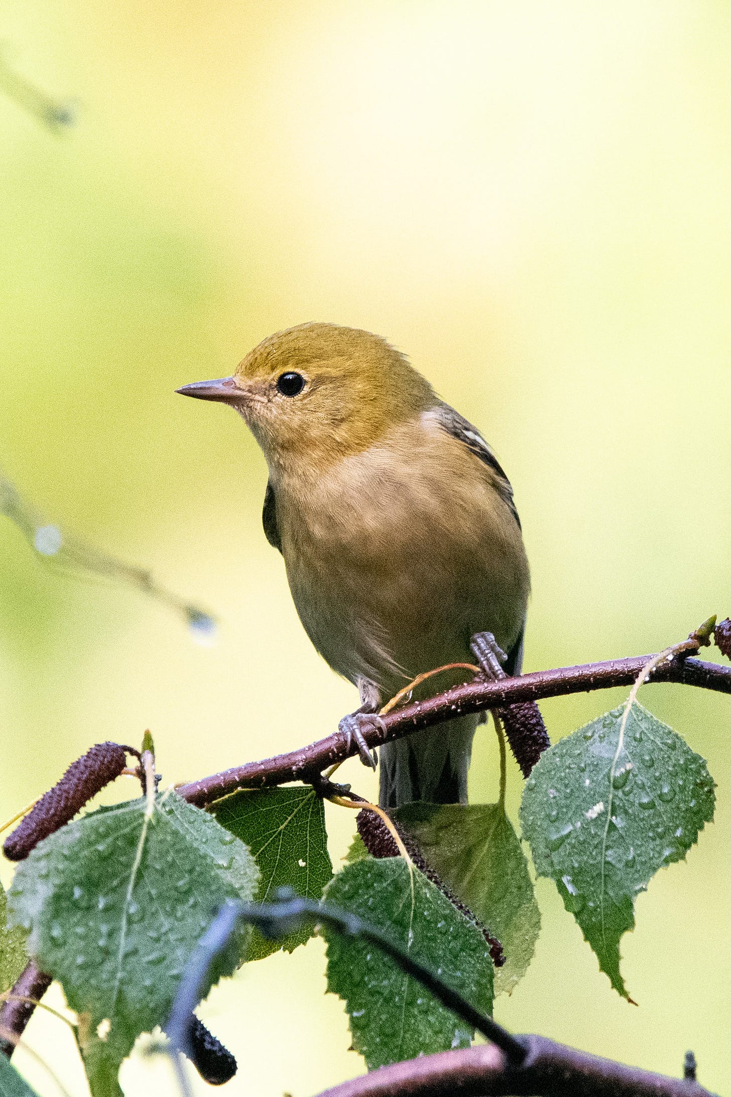 A small yellow bird with a faint eyeline, faint streaking on its chest, and a delicate pinkish-orange undertint stands perched in profile